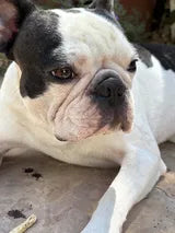 Brightworks Red/Tear Stain Remover Powder for Dogs – Chicken Liver | Natural Daily Supplement – 120g